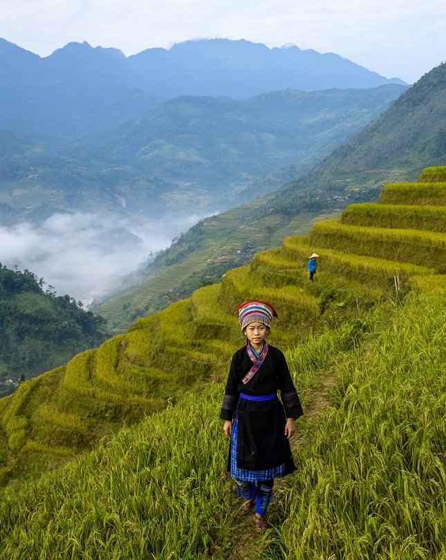 Sa Pa terraced rice fields in golden harvest season